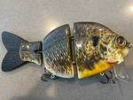 "The Mothership 2.0" Male "Native Gill"