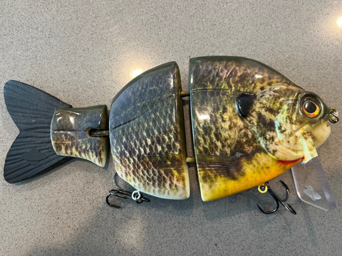 "The Mothership 2.0" Male "Native Gill"