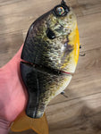 "The Executor" "MALE Native Gill"